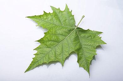 Fami通最新评分：世嘉派对音游和摩托赛车新作